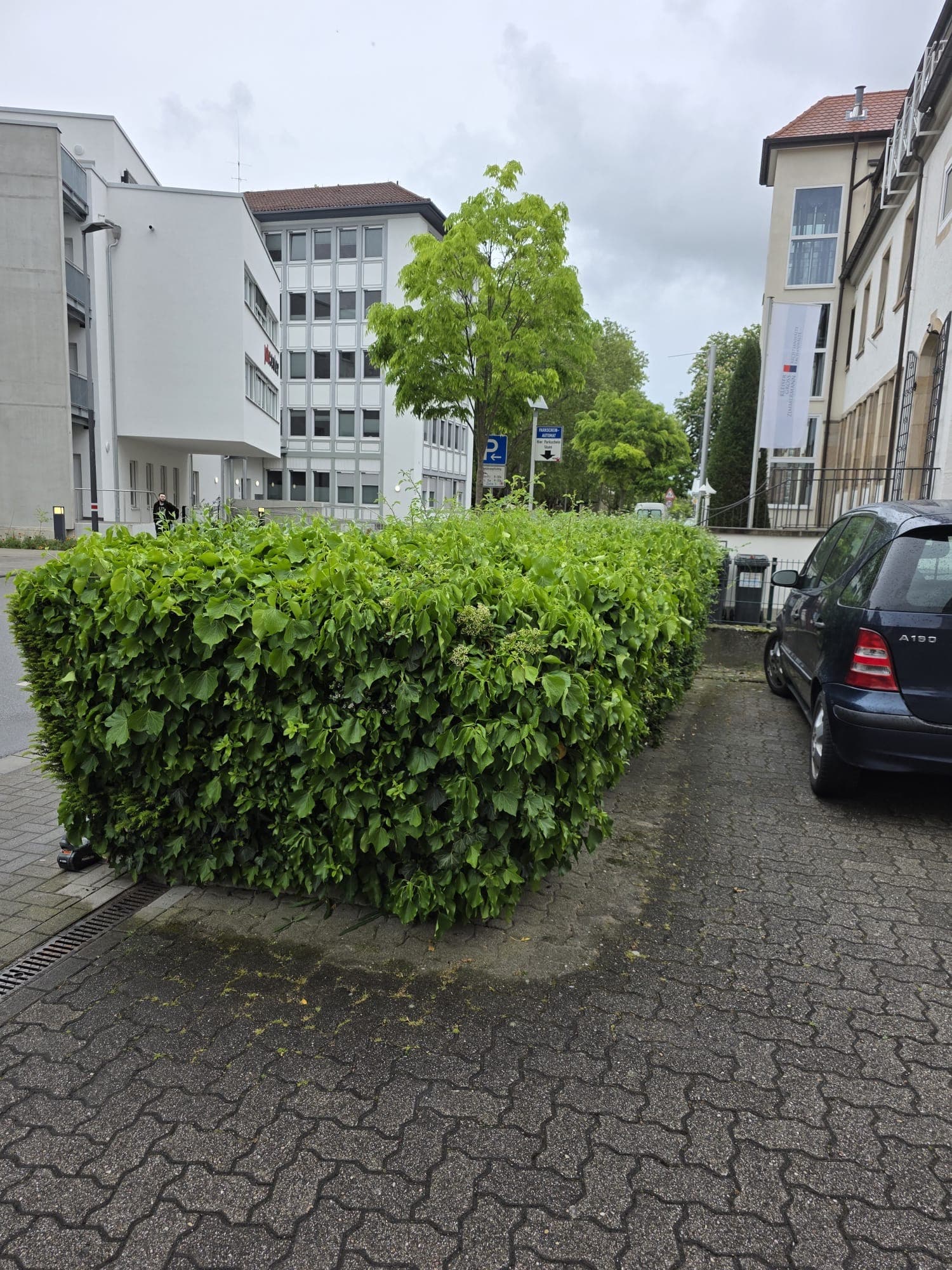 Heckenschnitt – vorher